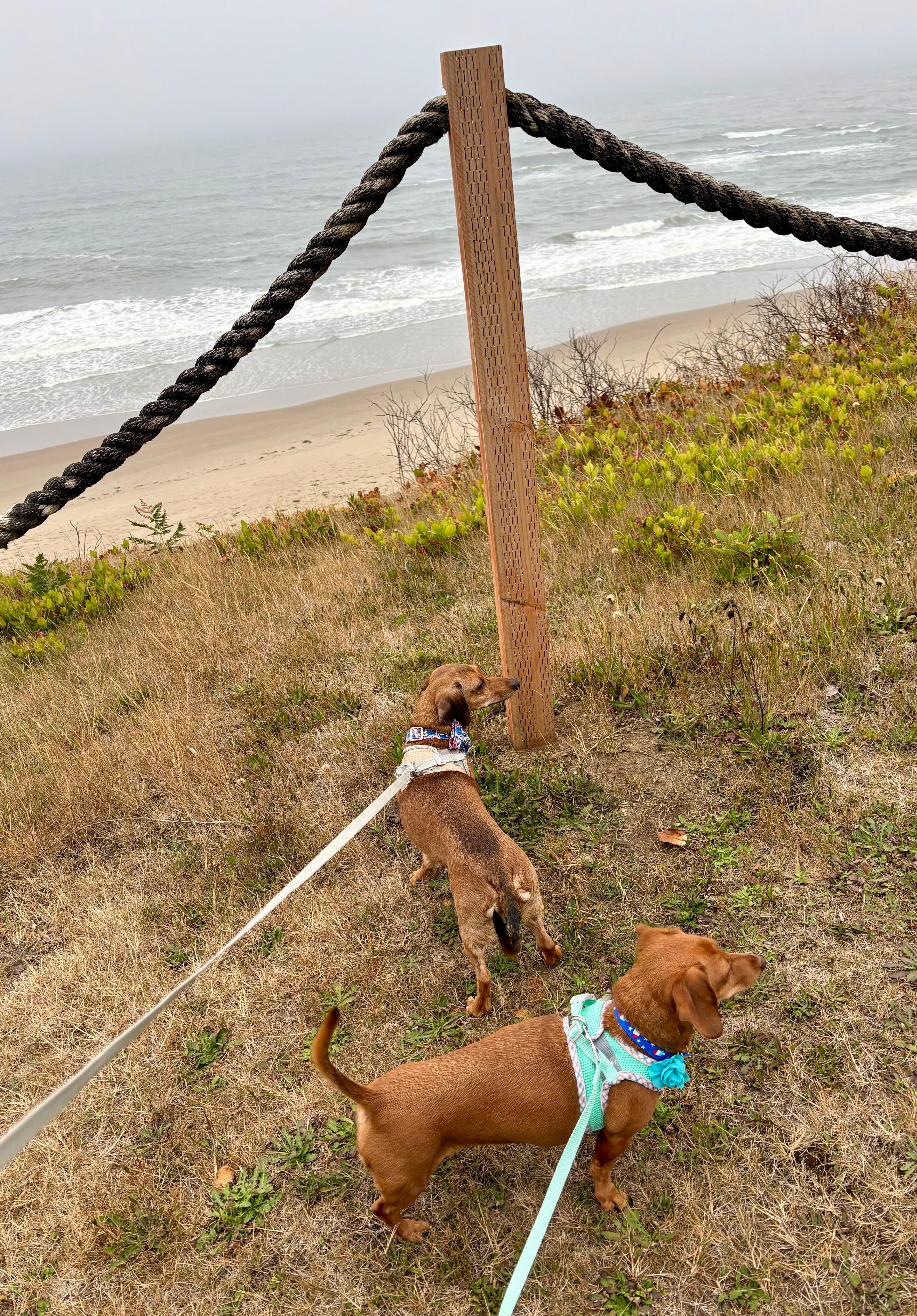 Pet area, featuring my dachshunds :)