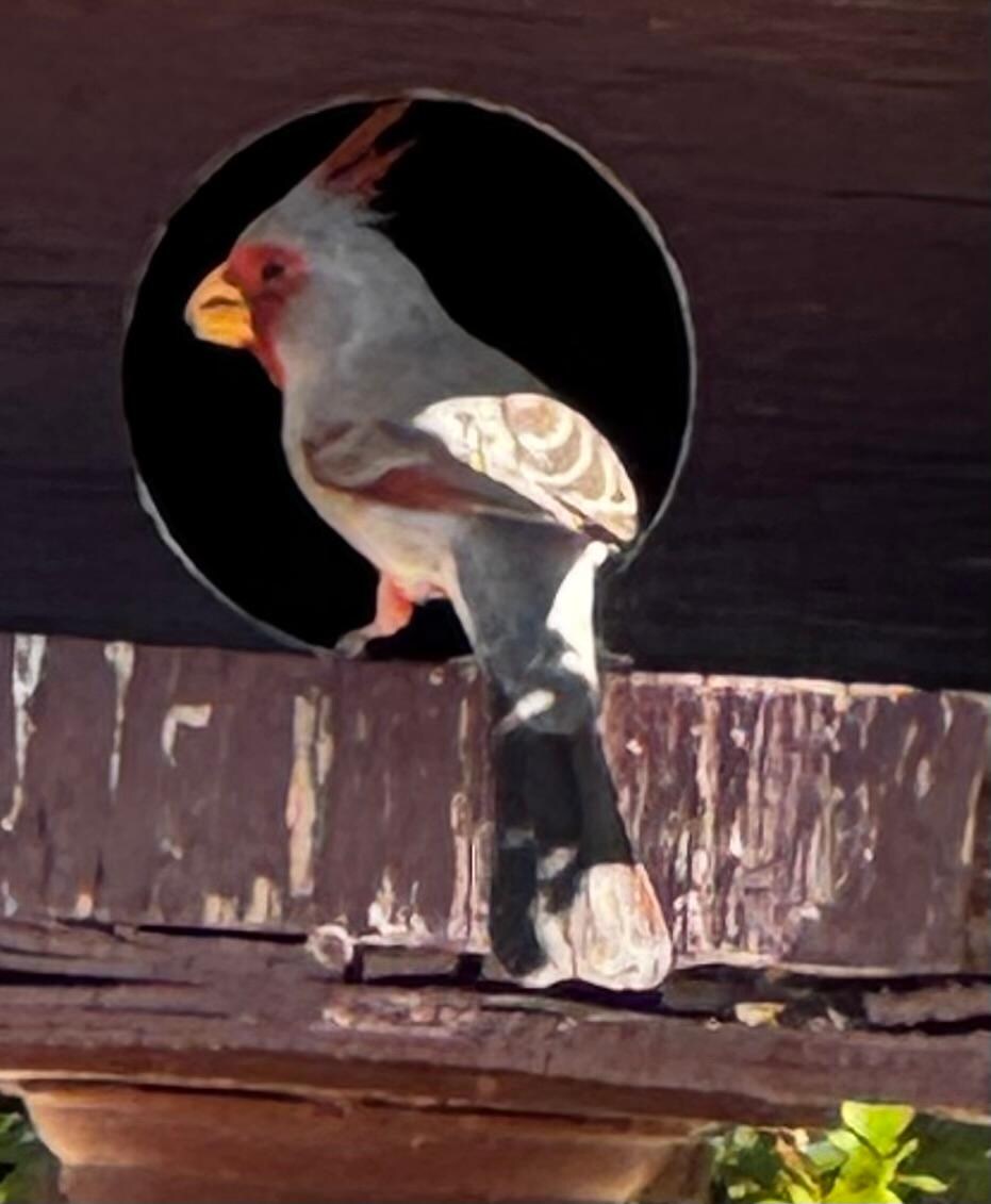Desert Cardinal at feder