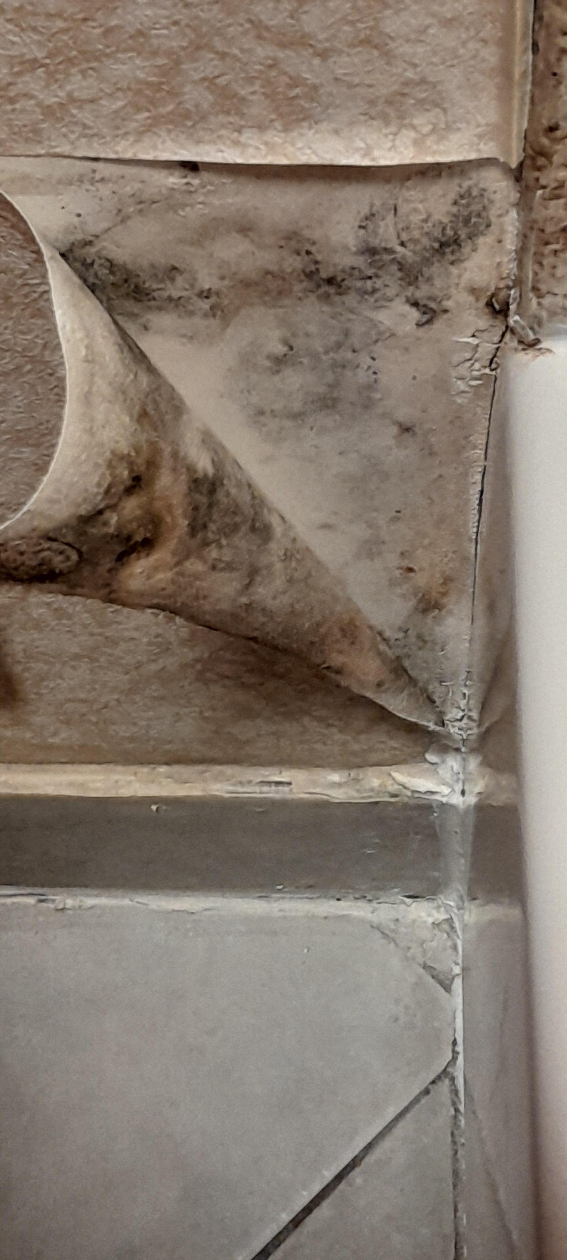 Mold in the bathroom
 Wallpaper just hanging. Maintenance came in and glued it back up.