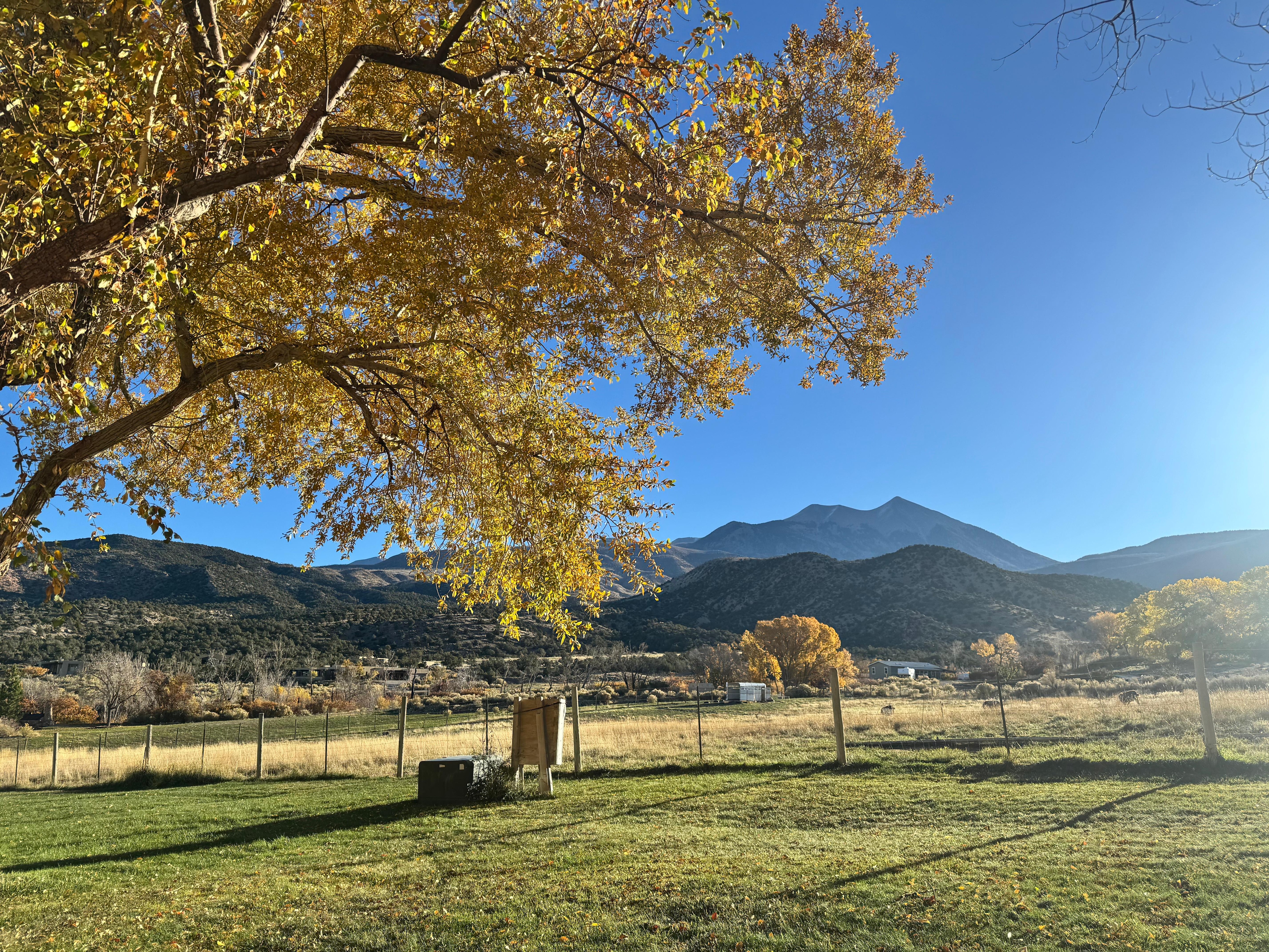 View out the back door #2