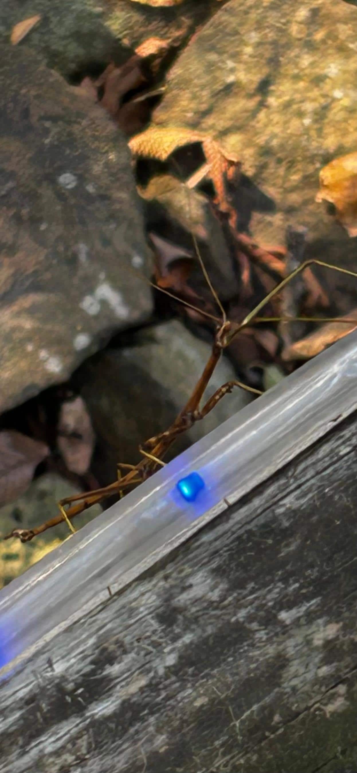 This is our “little” stick bug!