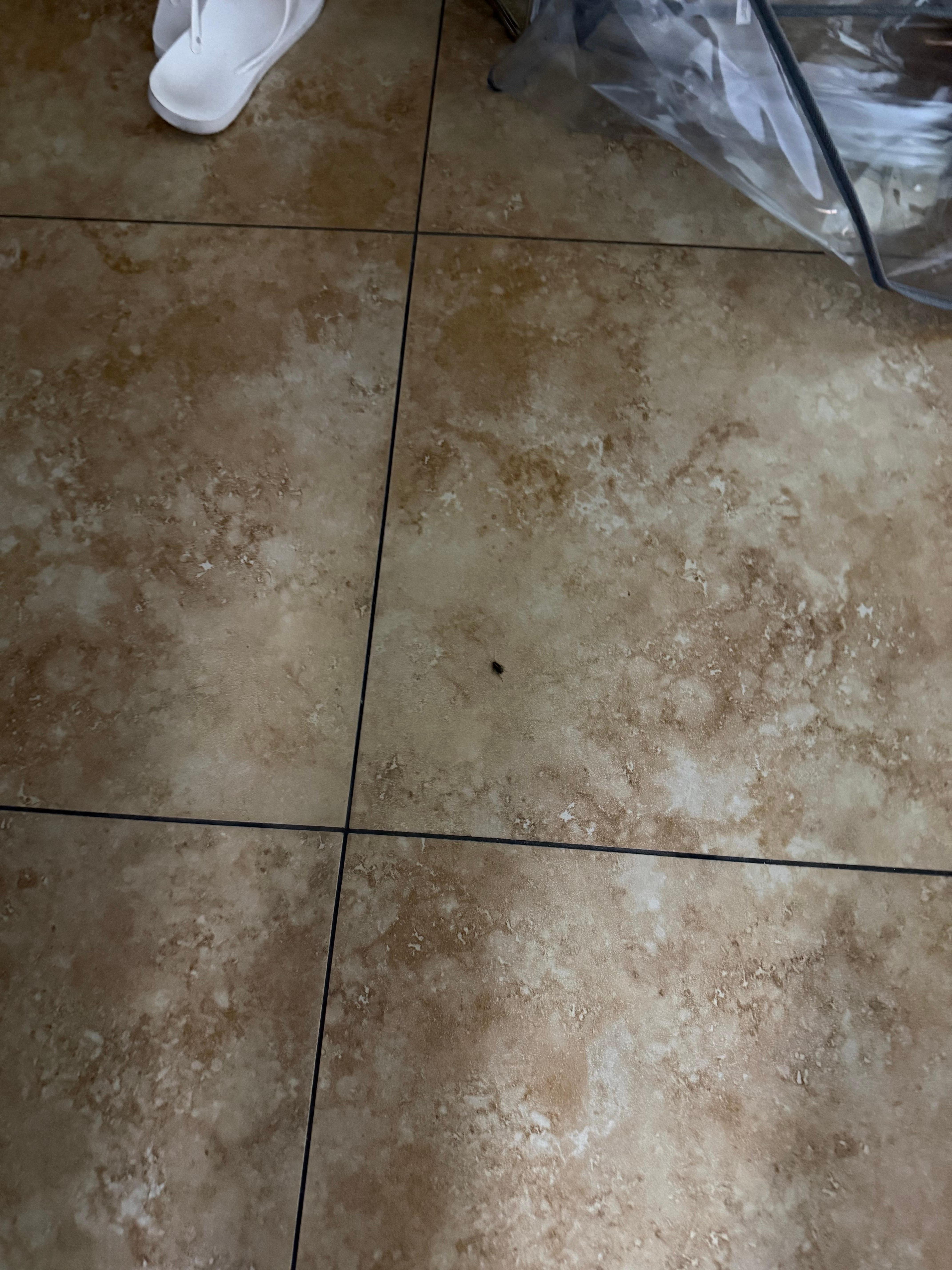 One of the 9 bugs we killed at 12:30 am.  They all were videos of them running around, but I can't attach a video