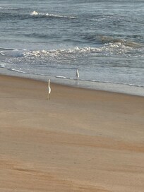 Morning walk