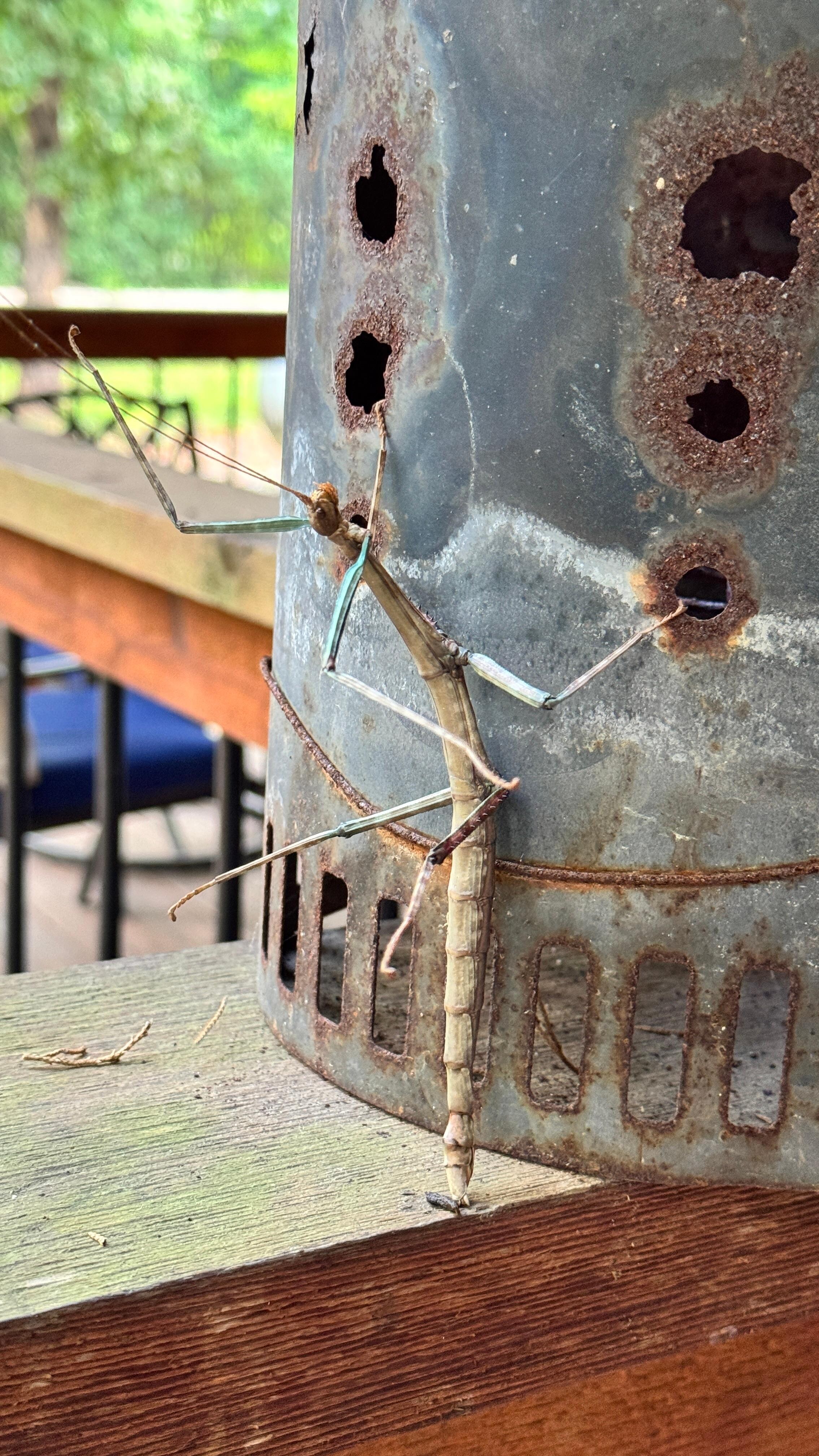 Walking stick bug was an interesting entertainer on the back porch. Lots of birds and wildlife there. 