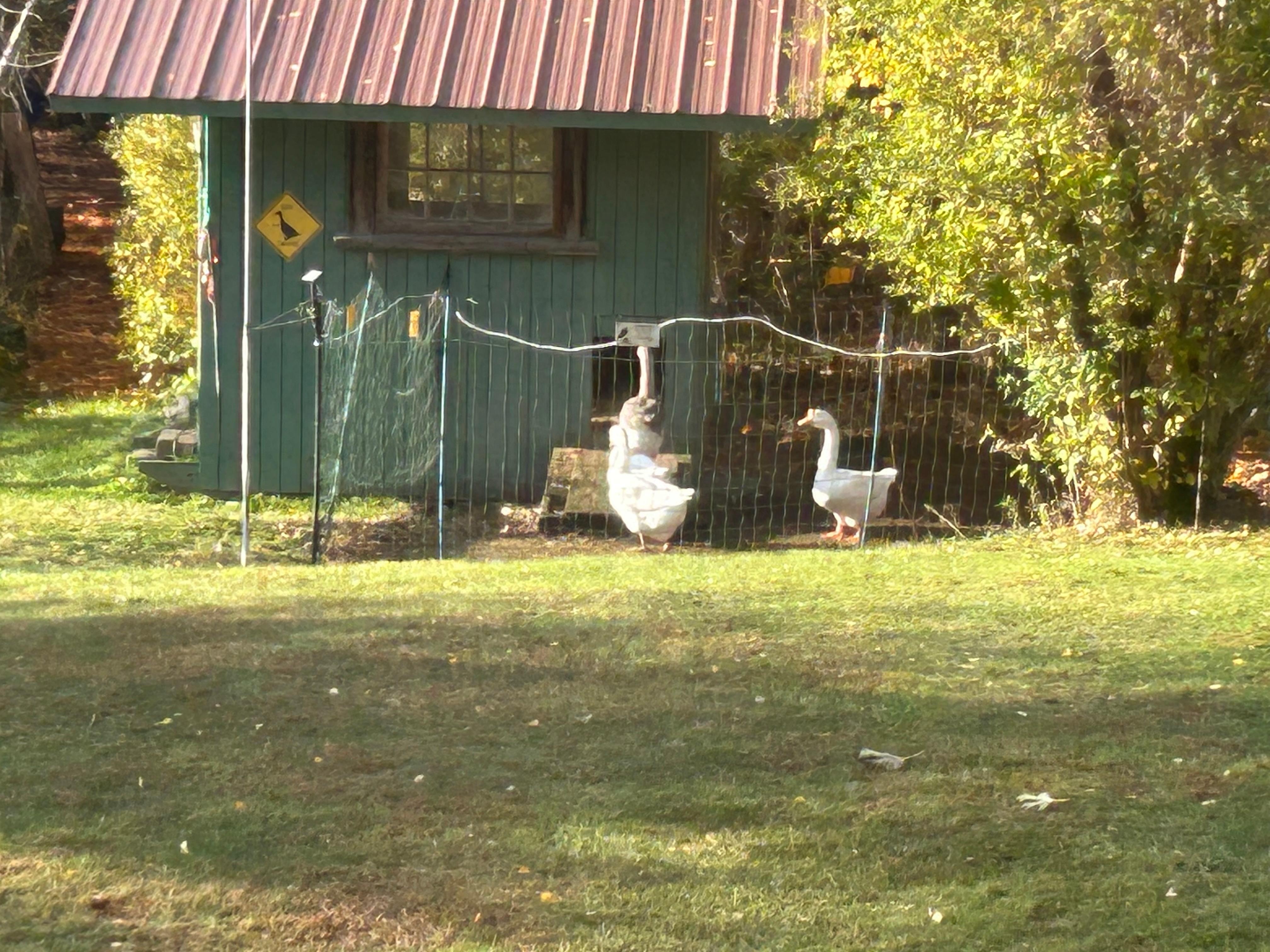Ducks heading to their little house. 