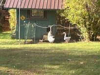 Ducks heading to their little house.