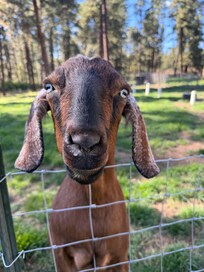 Goats!