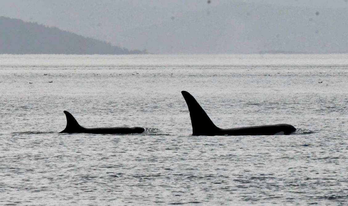 Deer Harbor Charters let us see some sea life