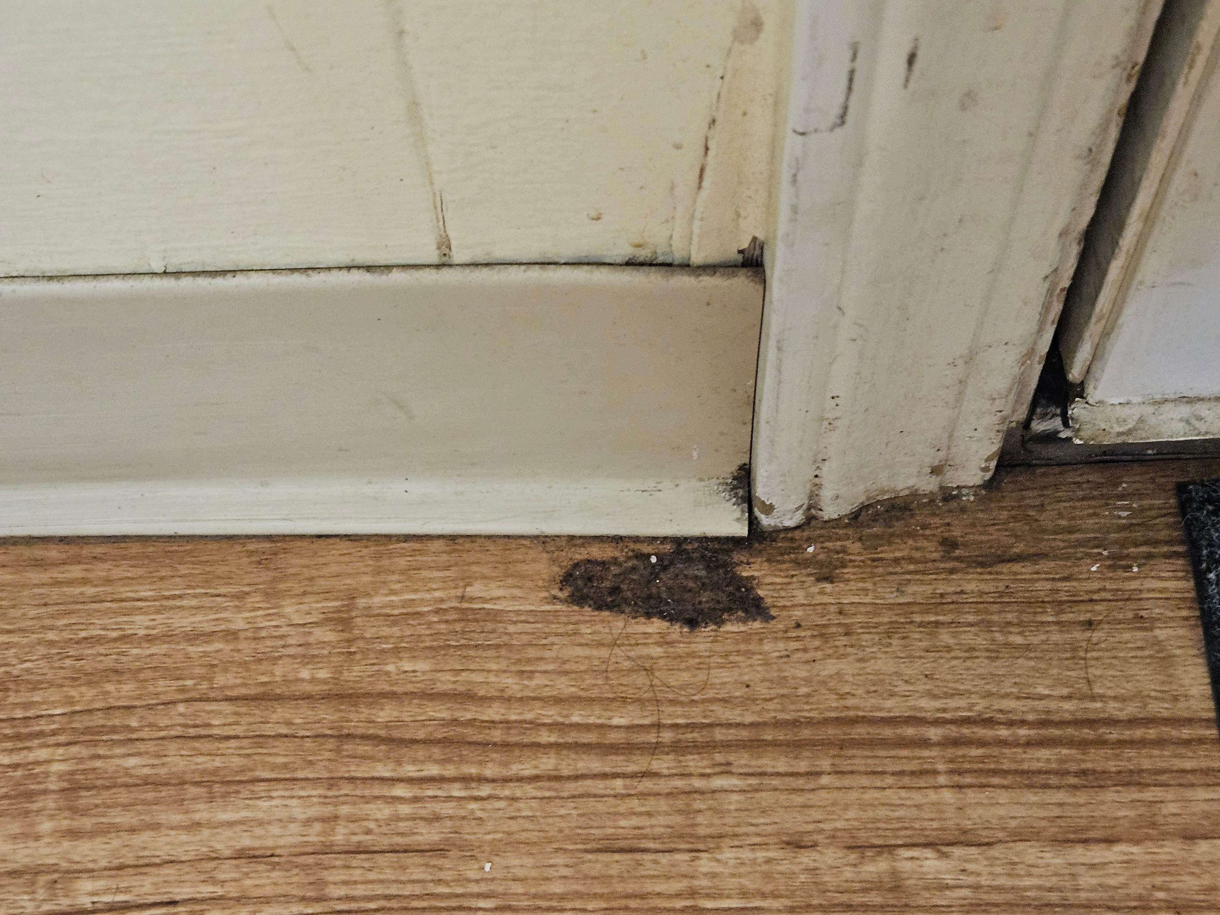 Mold next to entrance door