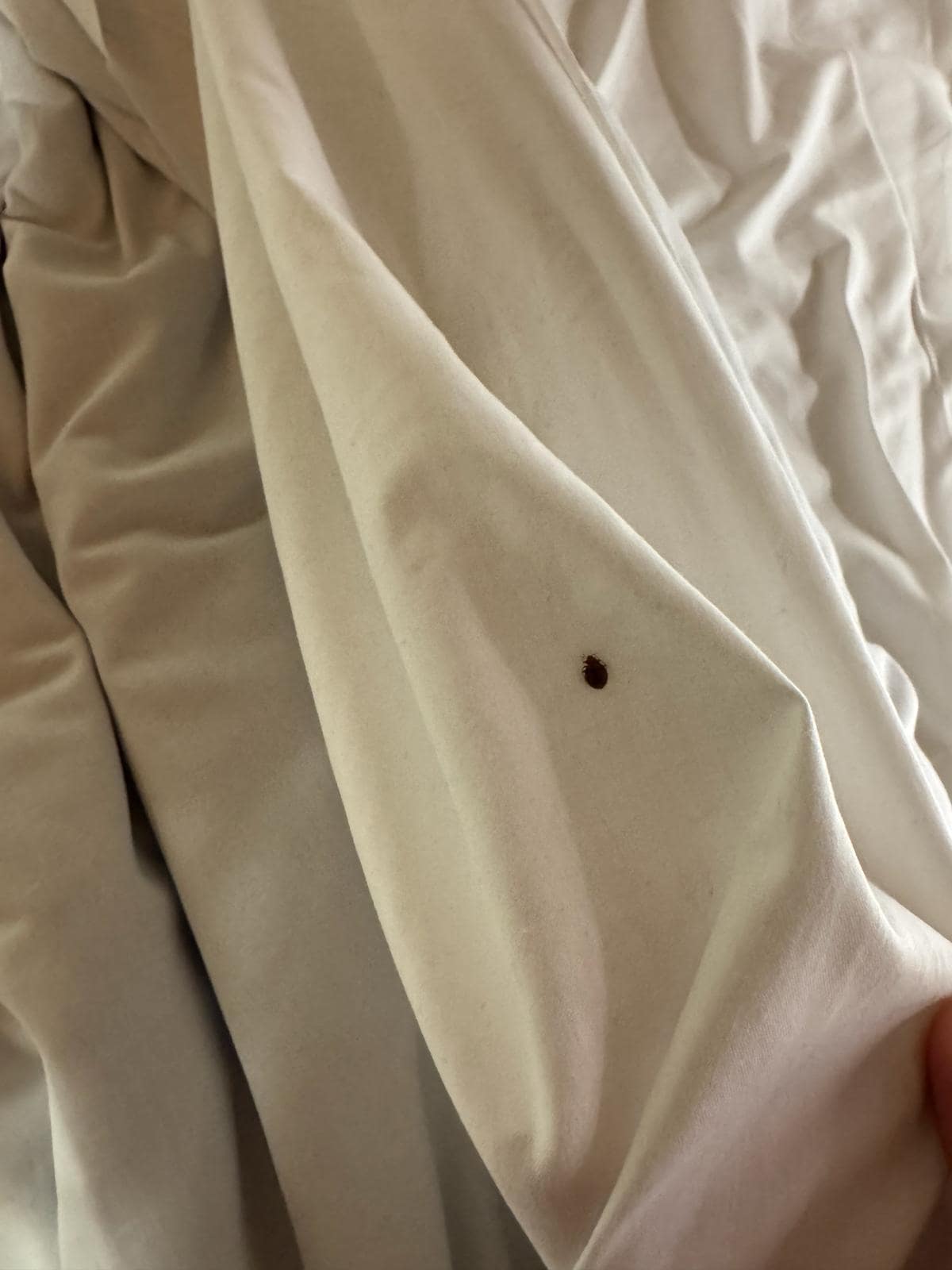 Bedbug found in RossoVino hotel