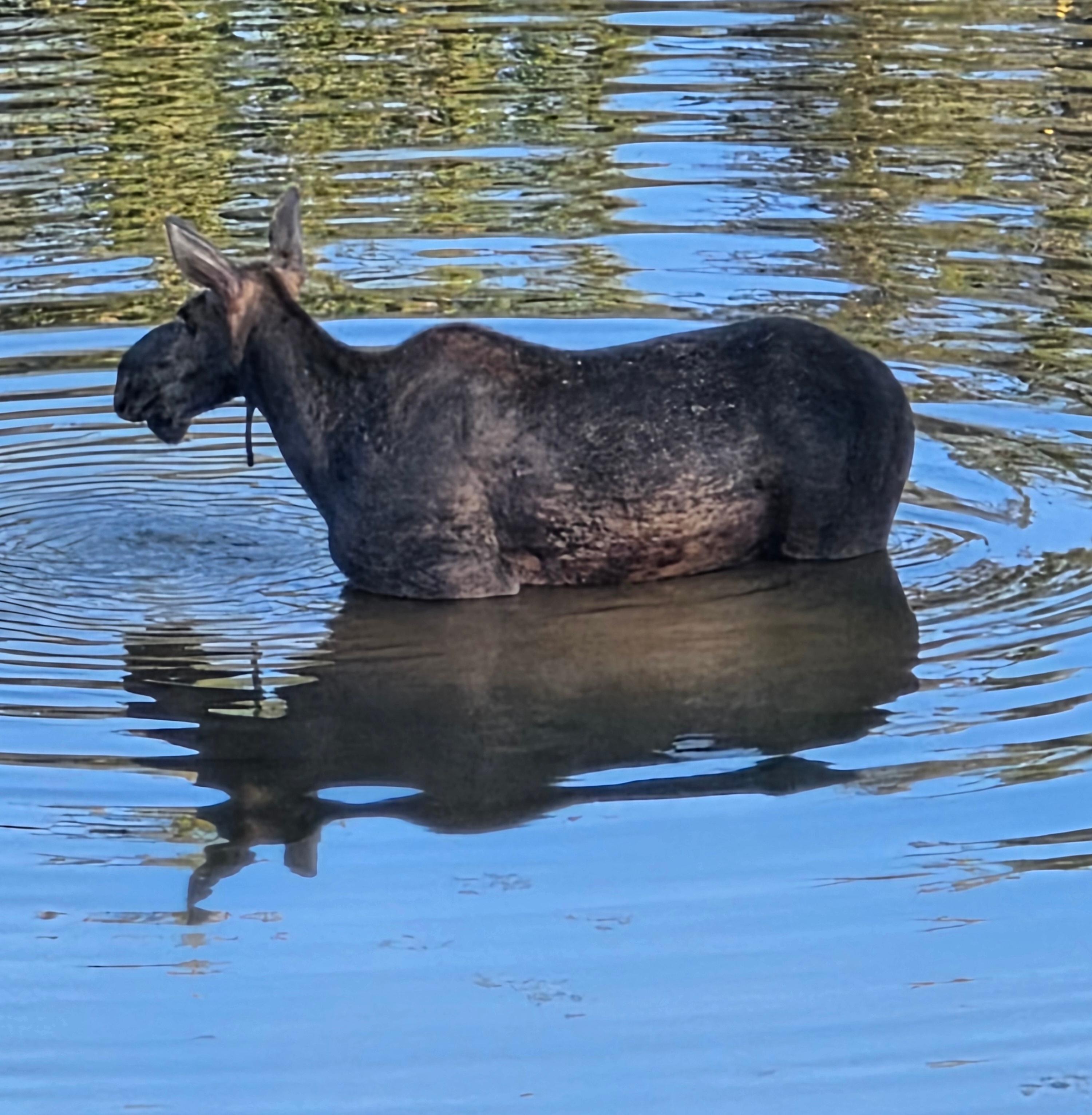 Female moose.