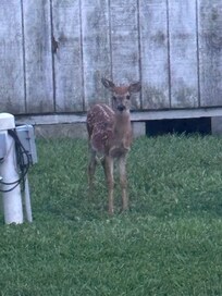 Deer I saw on a walk