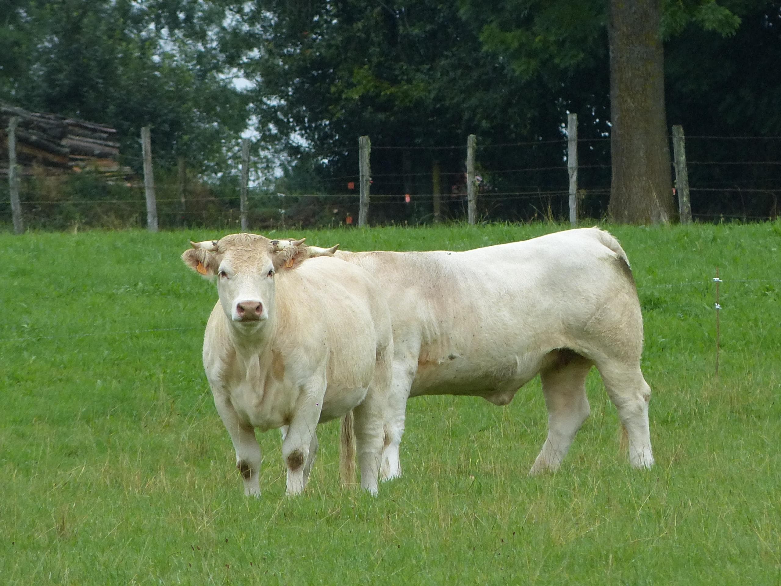 Curiosité du hameau
