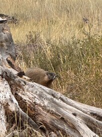 Marmot