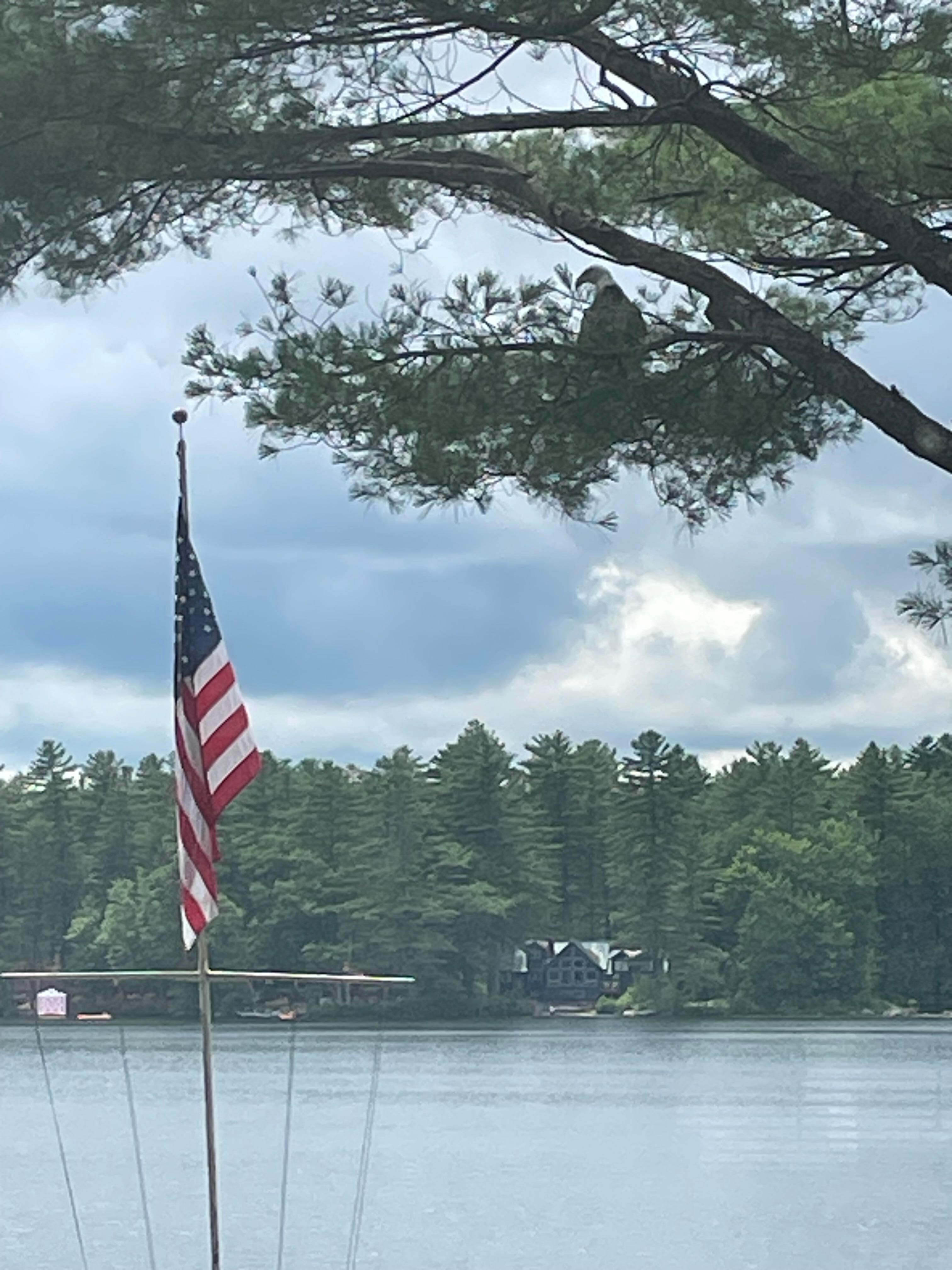 Bald eagle in tree