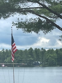 Bald eagle in tree