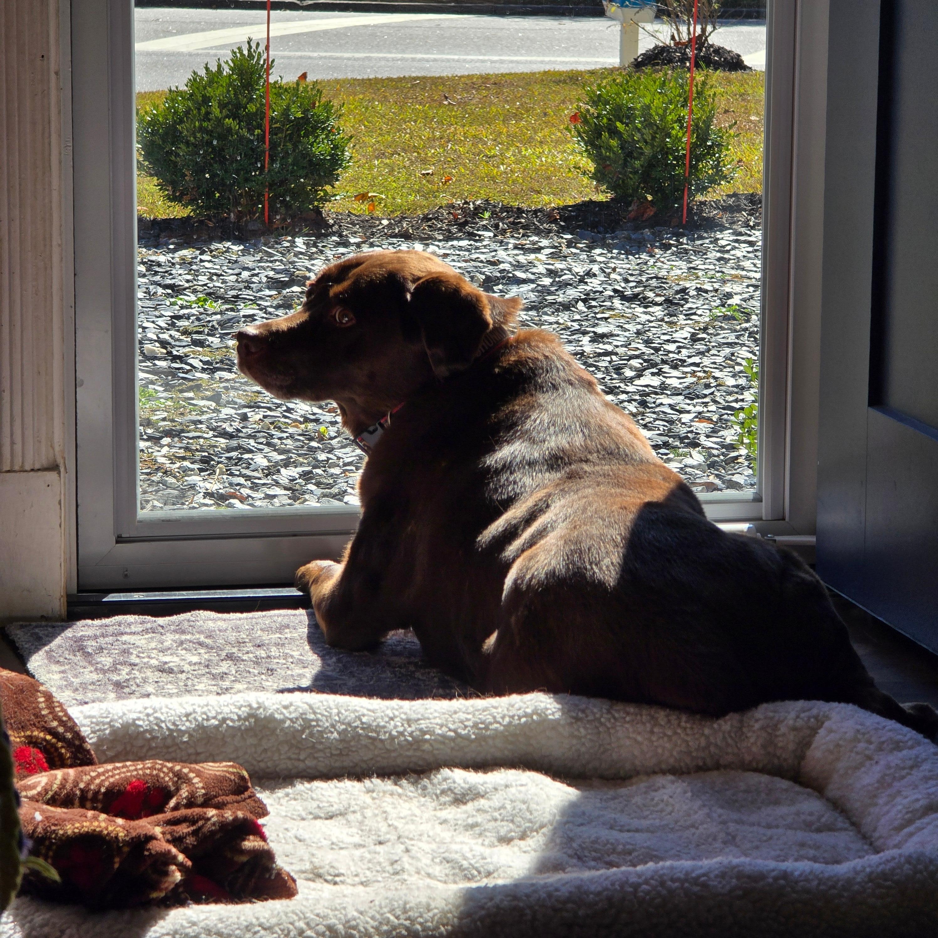 Loki girl enjoying some sunshine.