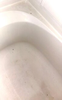 Shower with mostly dead bugs
