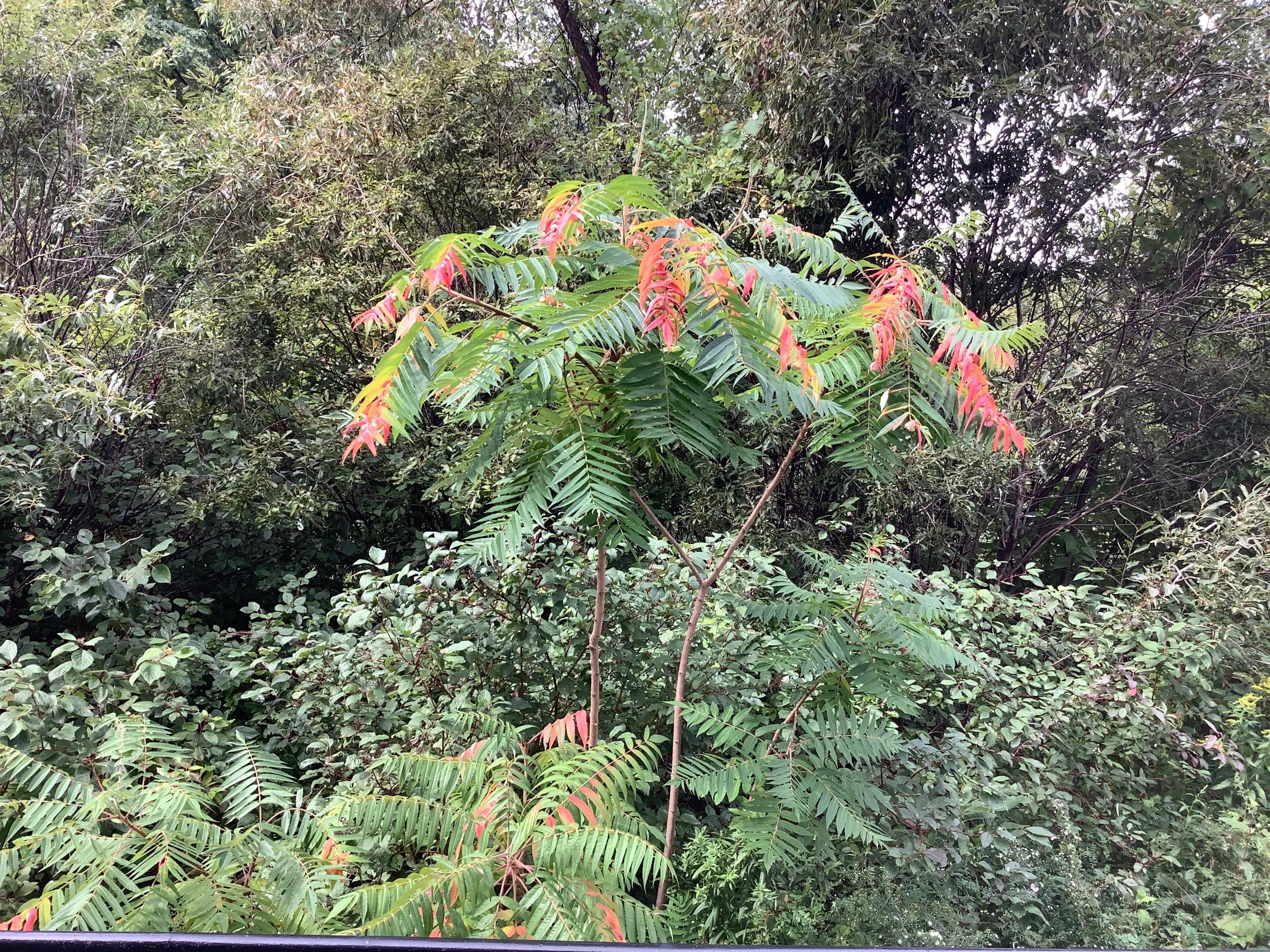 Nature at the backyard. Literally! 