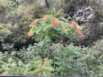 Nature at the backyard. Literally!