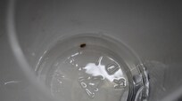 Captured bed bug.