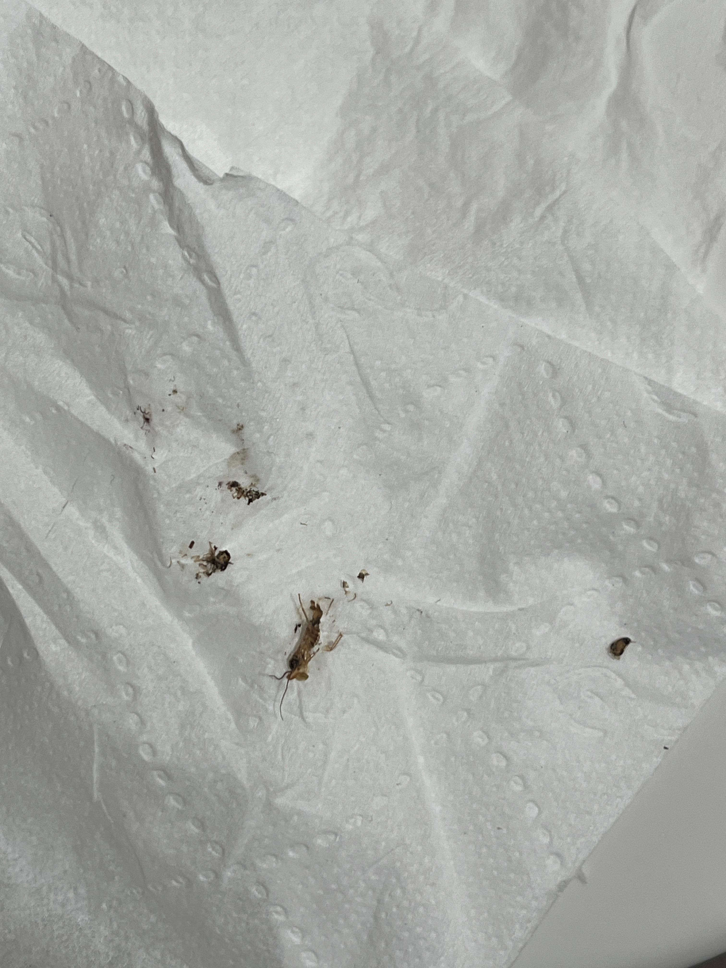 Roaches. If they’re this small they have a roach infestation 