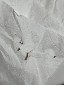 Roaches. If they’re this small they have a roach infestation