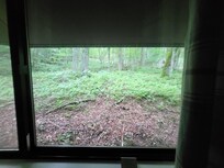 View from bedroom window