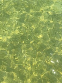 Bay o' Fish