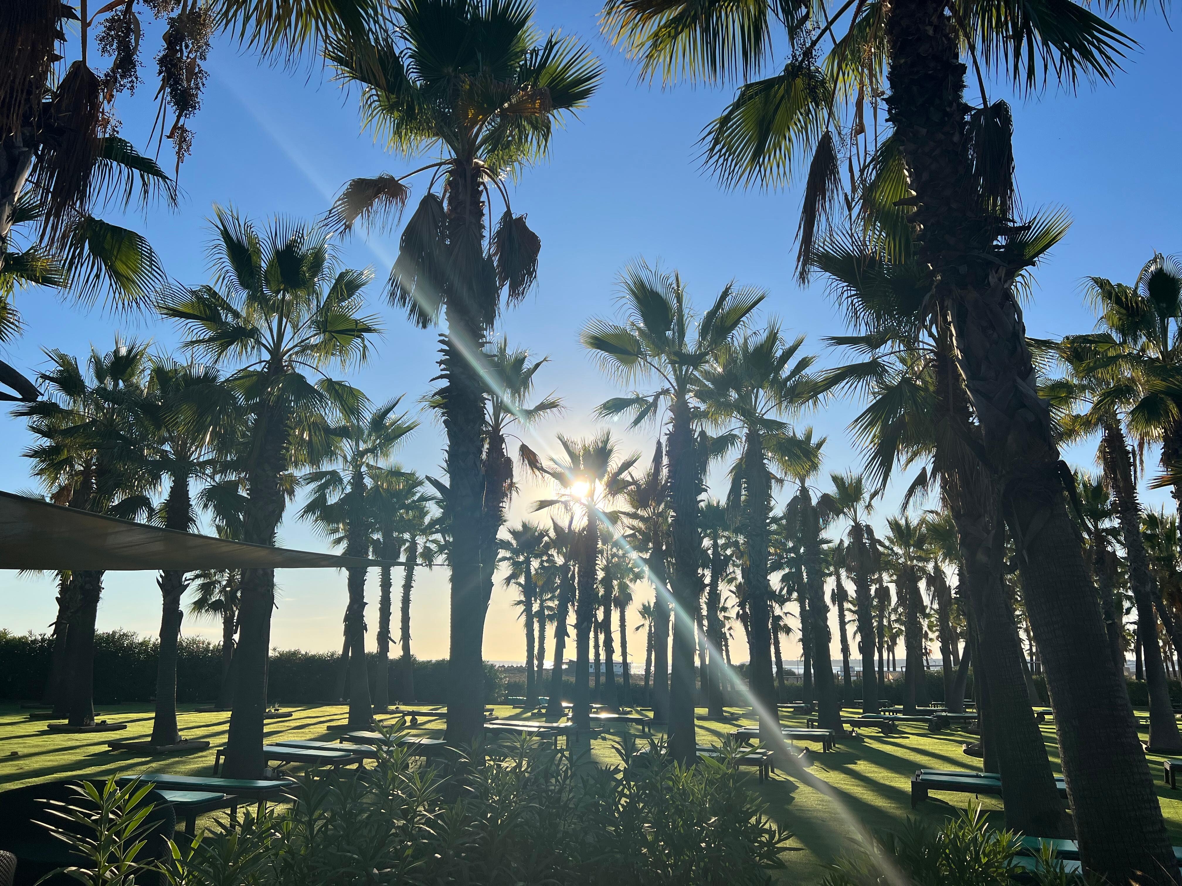 Lounge chairs surrounded by palm trees.