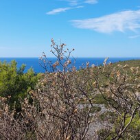 Cassis