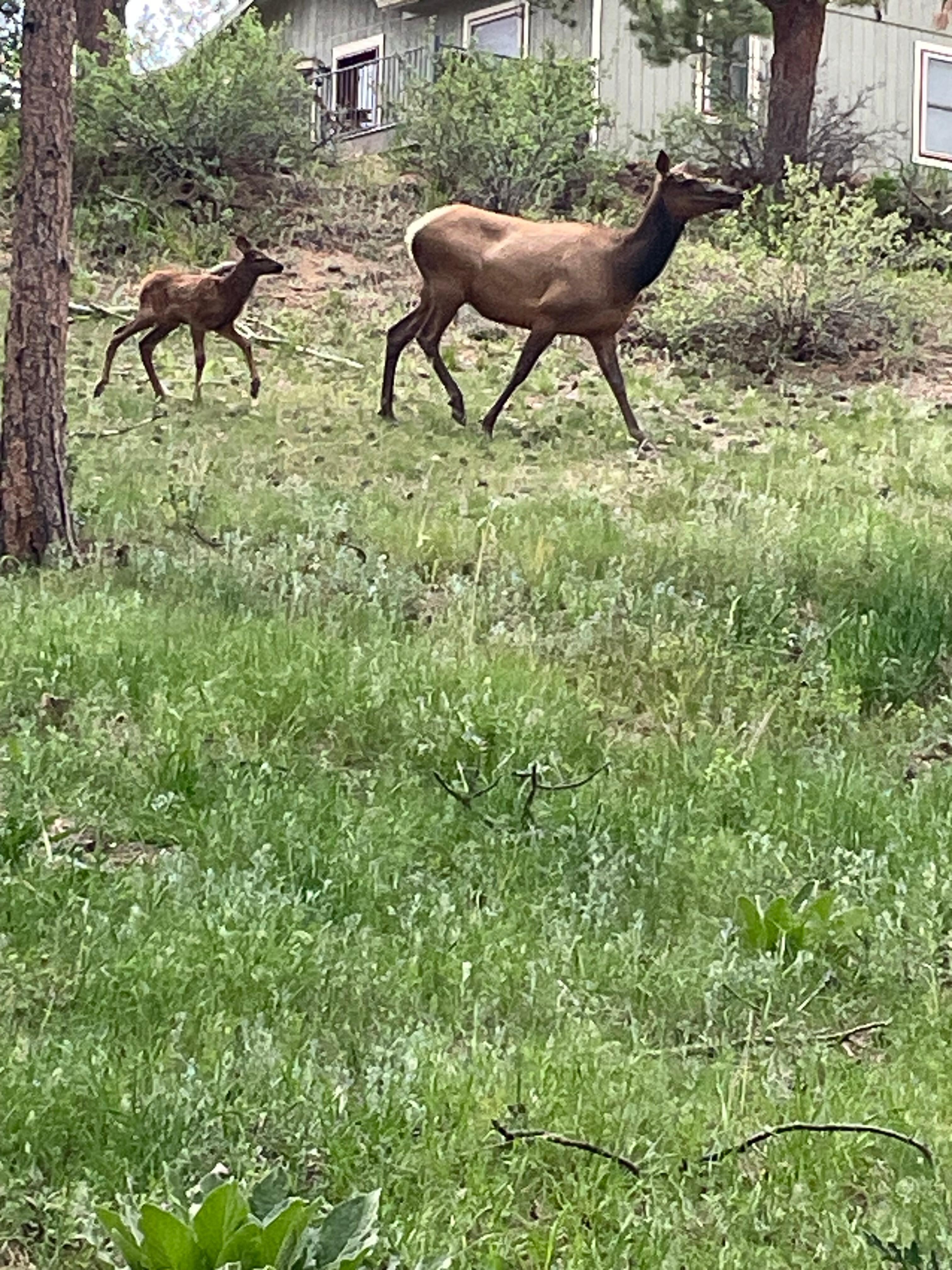 Deer