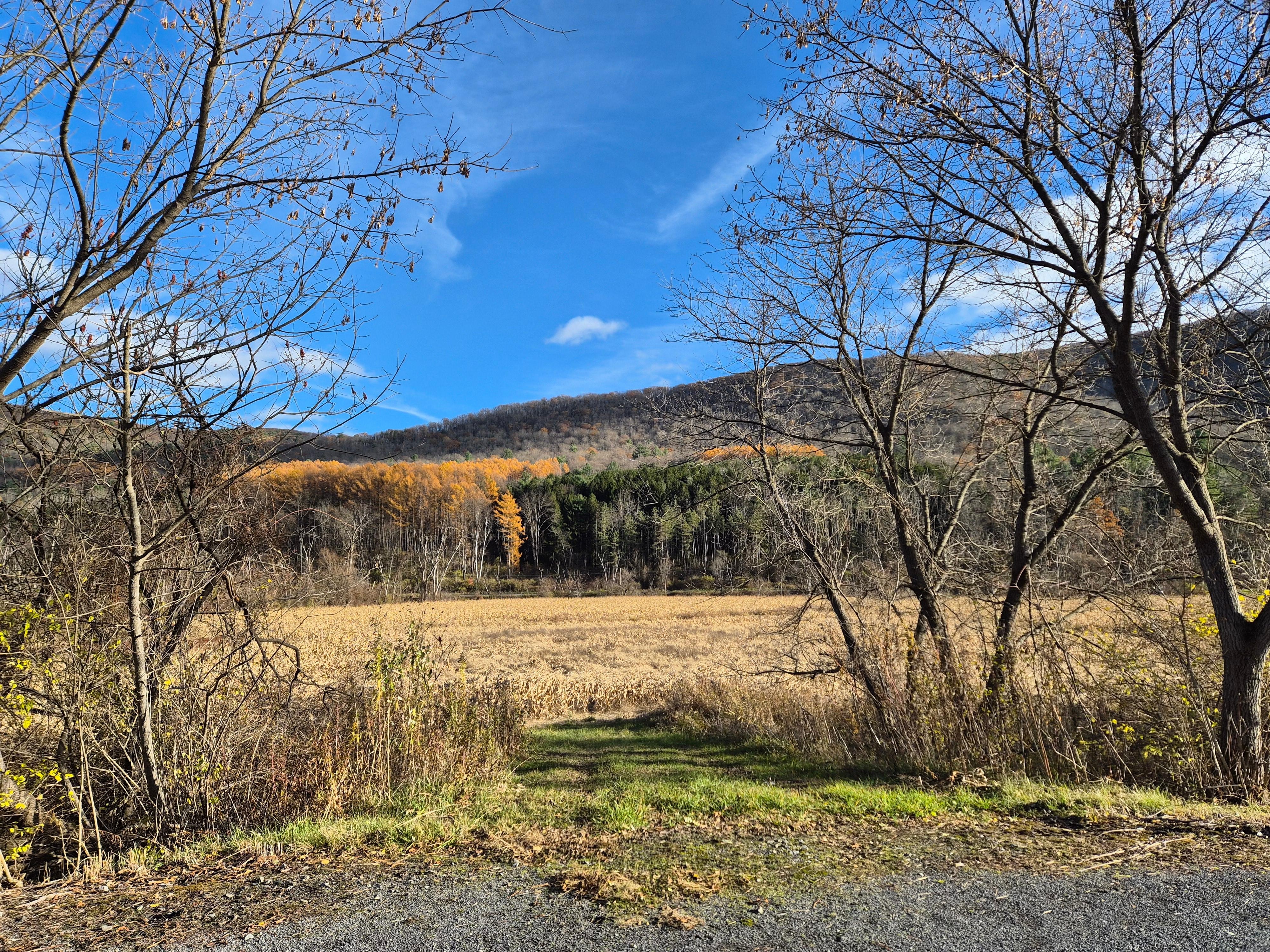 View across the field from the property. 