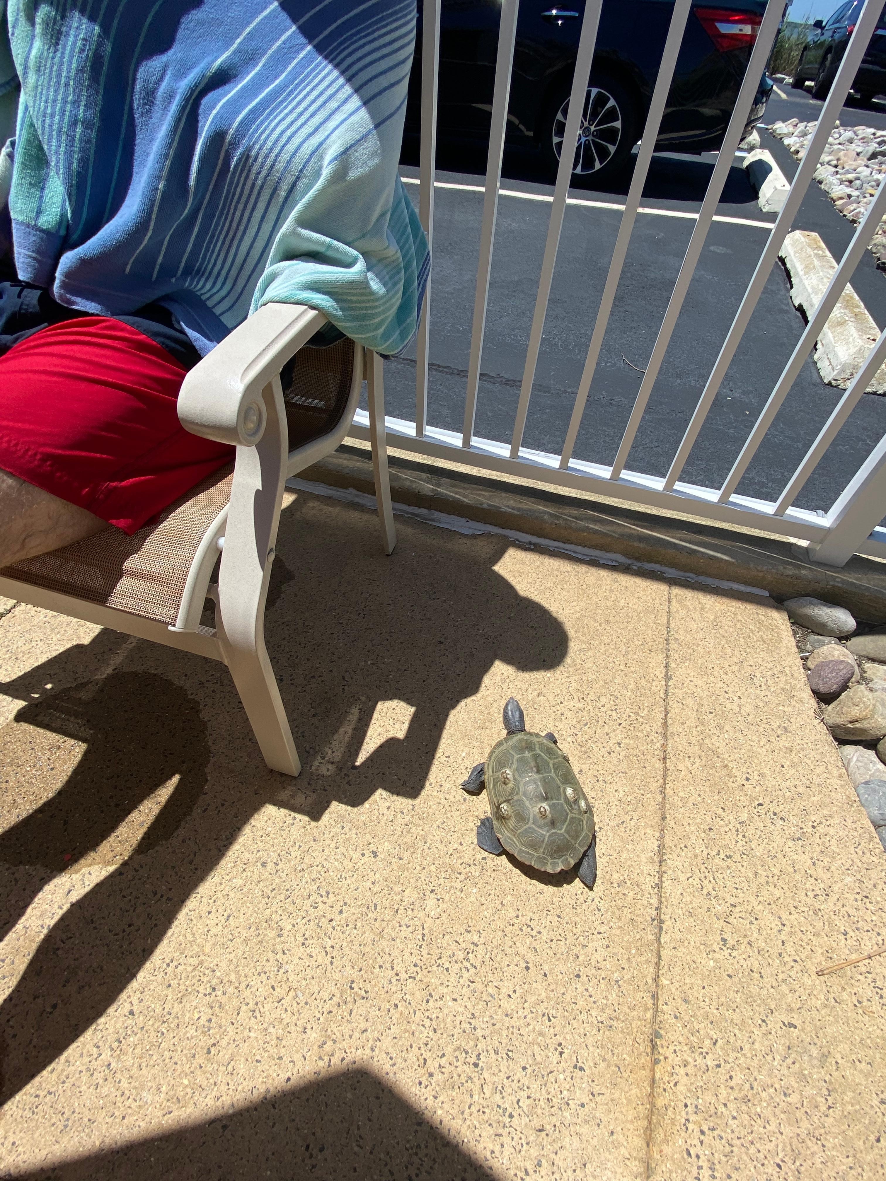 Our new little pool friend