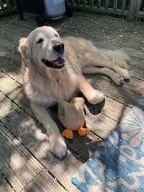 Eddie enjoying the deck!