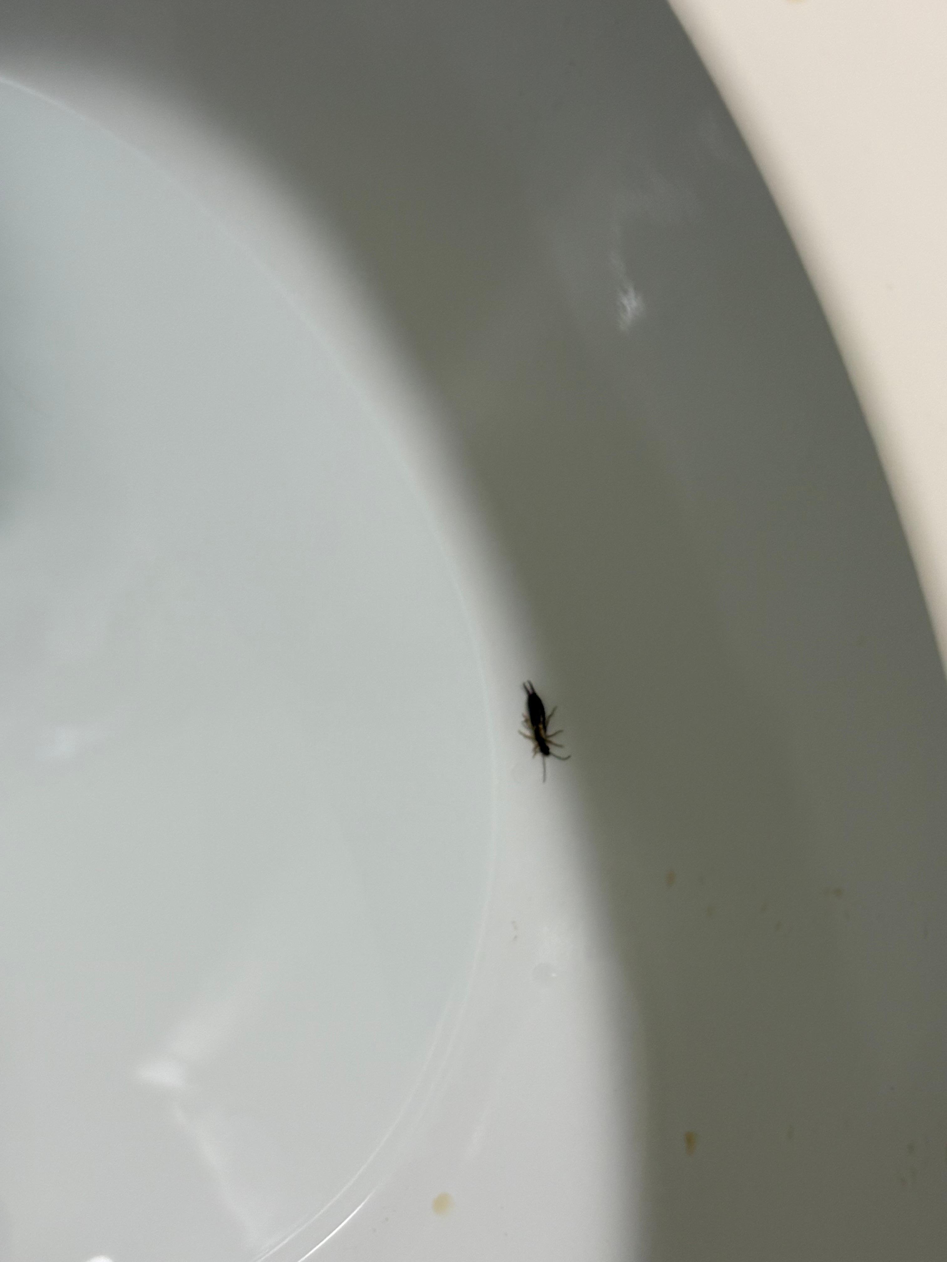 Cockroach I was able to get a picture of. 