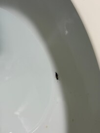 Cockroach I was able to get a picture of.