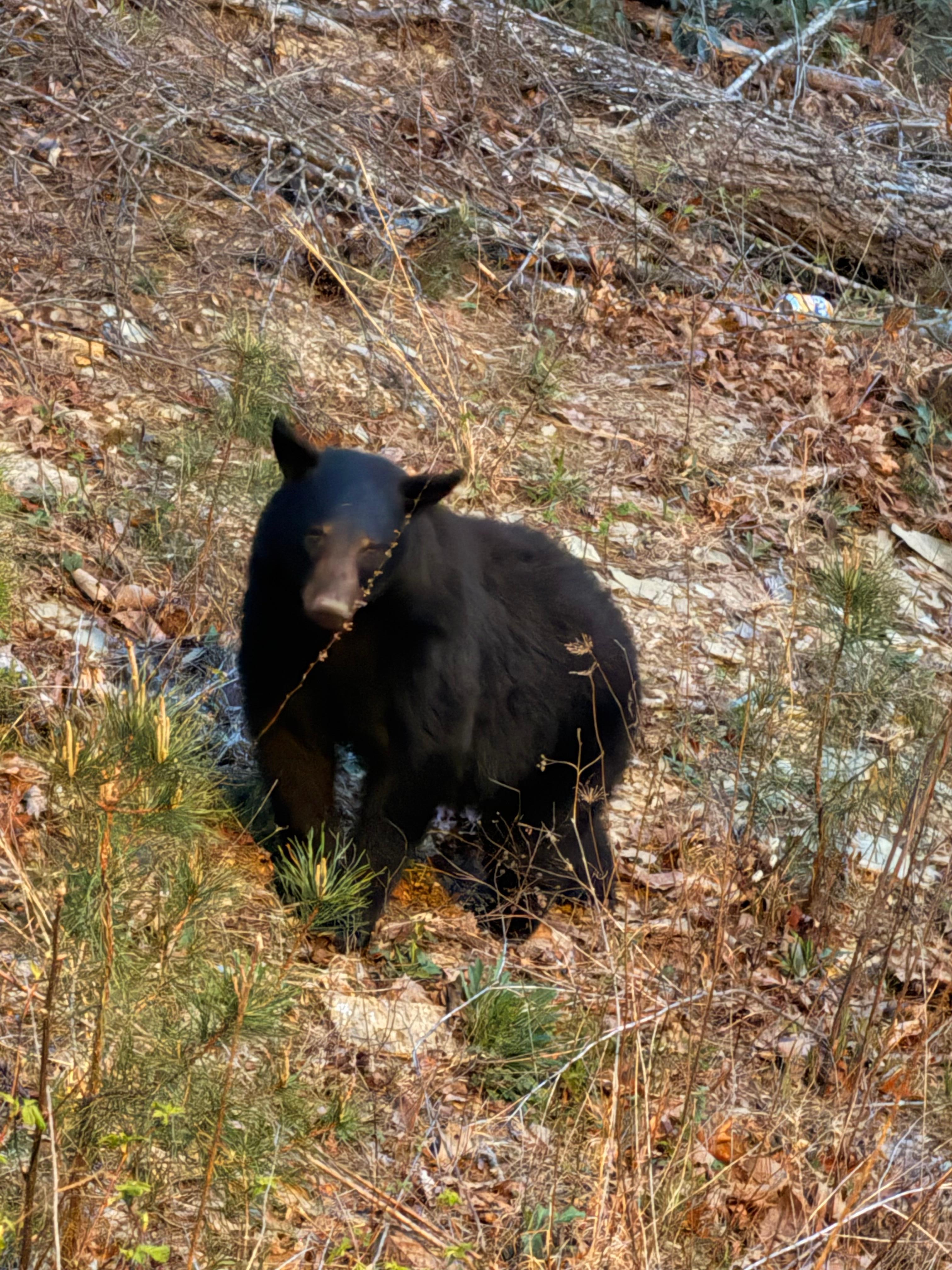 Bear right off the balcony 