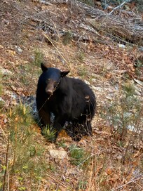 Bear right off the balcony