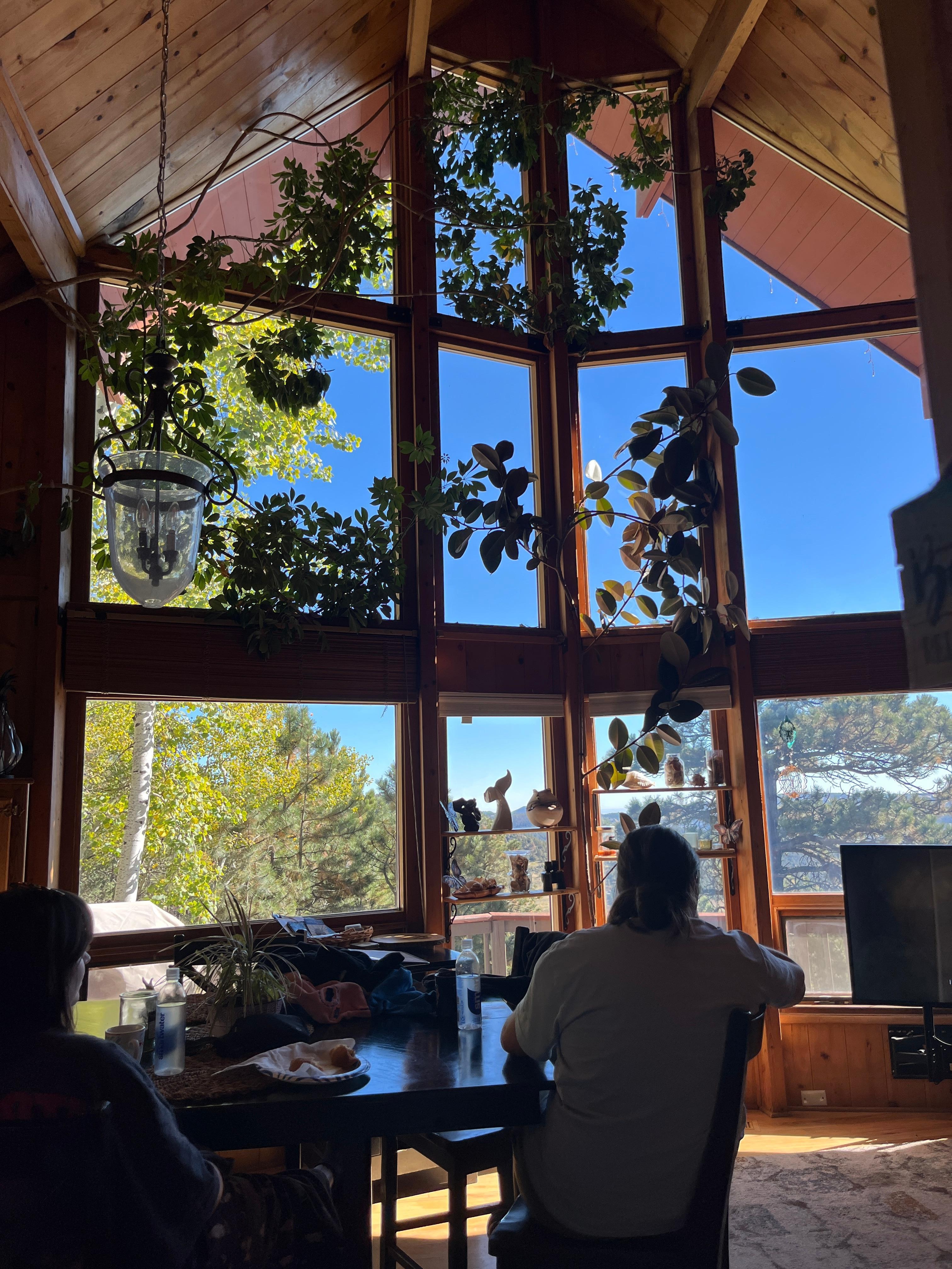 most stunning and healthy plants in the living room!!! 