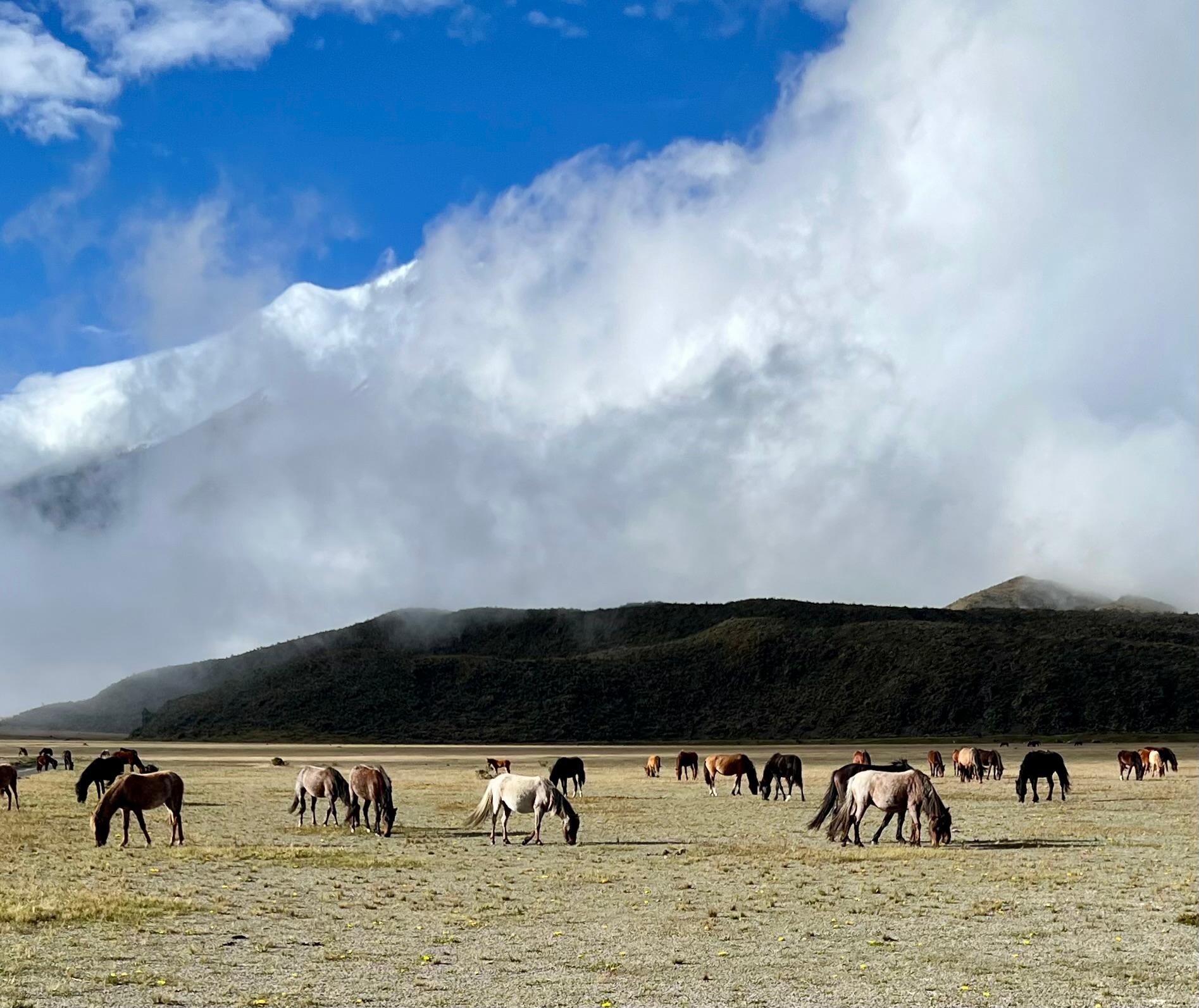 Wild Horses couldn’t drag me away from this wild place.
