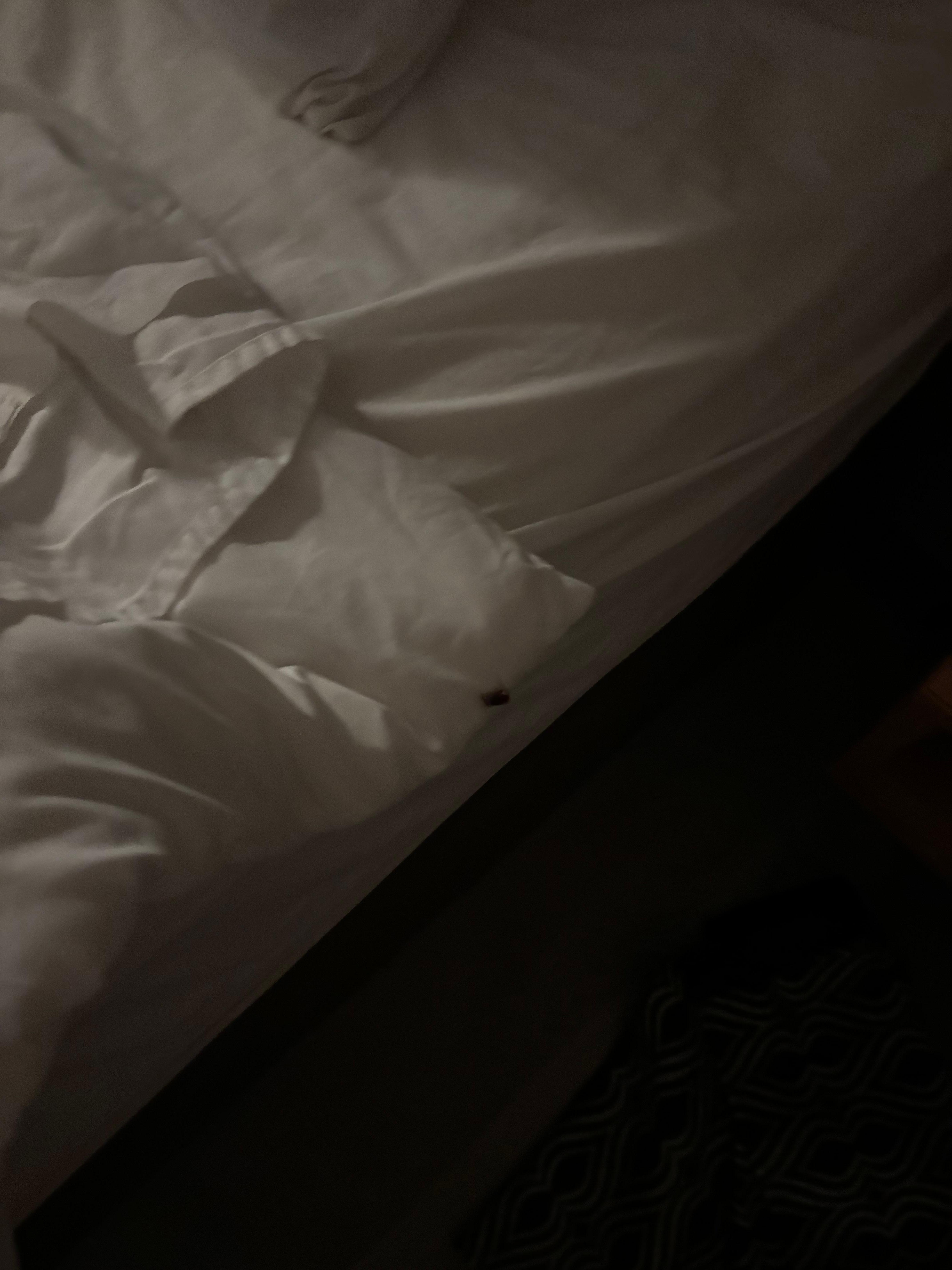 Cockroach running across the bed 