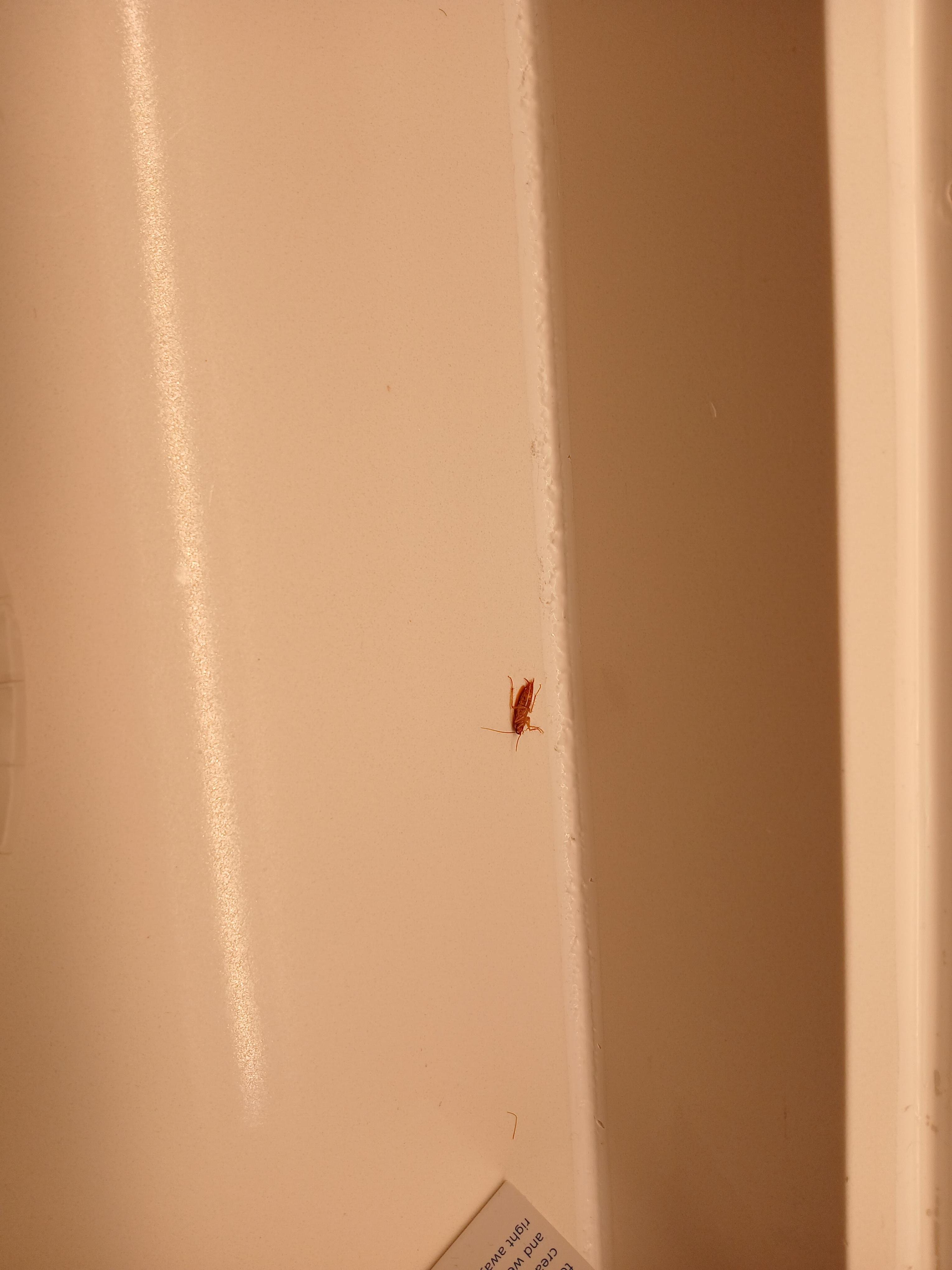 Cockroach appeared on the bath counter 
