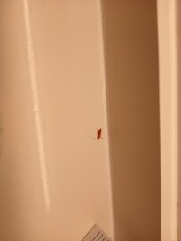 Cockroach appeared on the bath counter