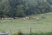 Cades Cove