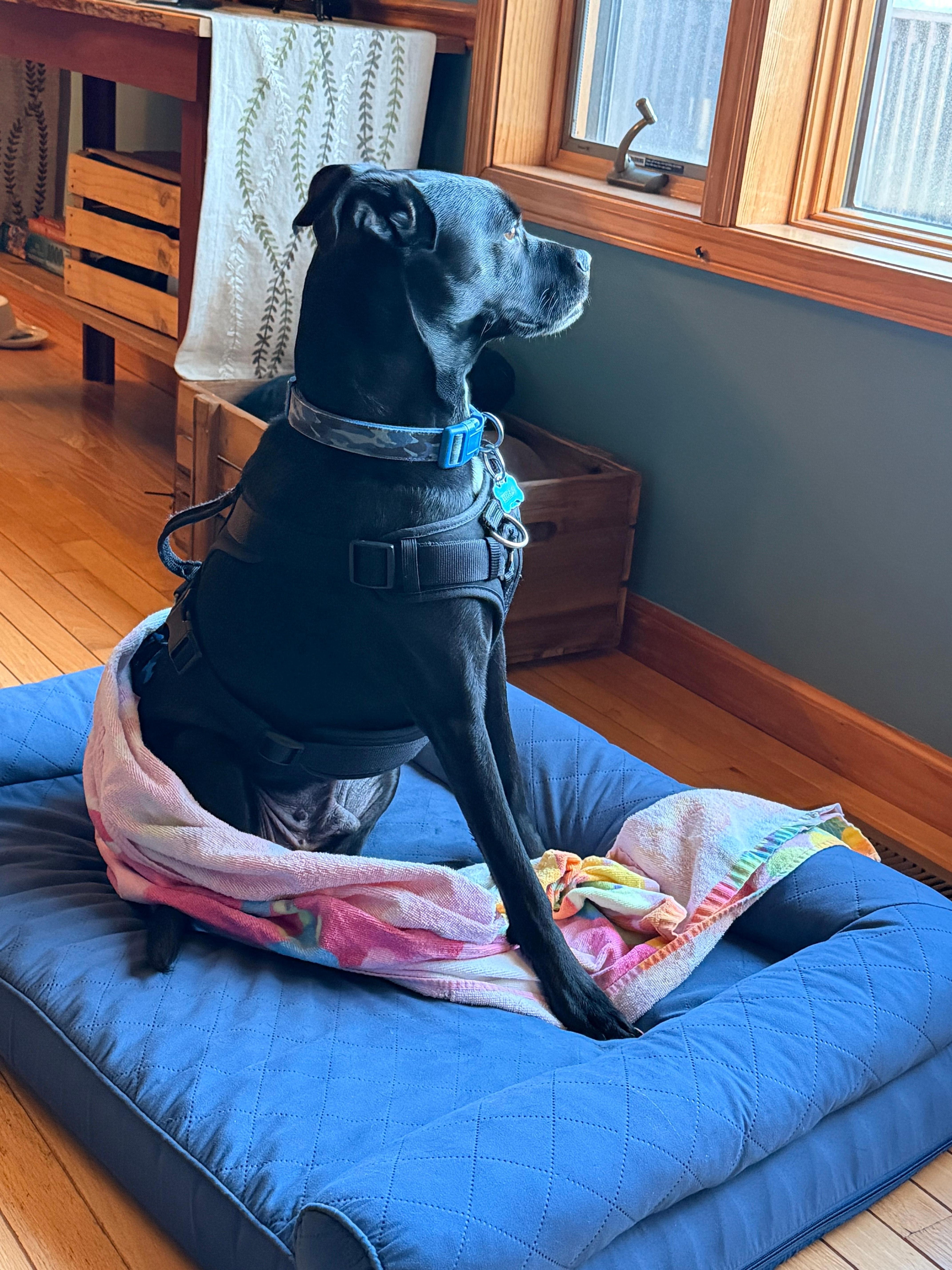 My dog loved looking out the window! 