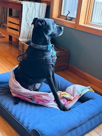 My dog loved looking out the window!