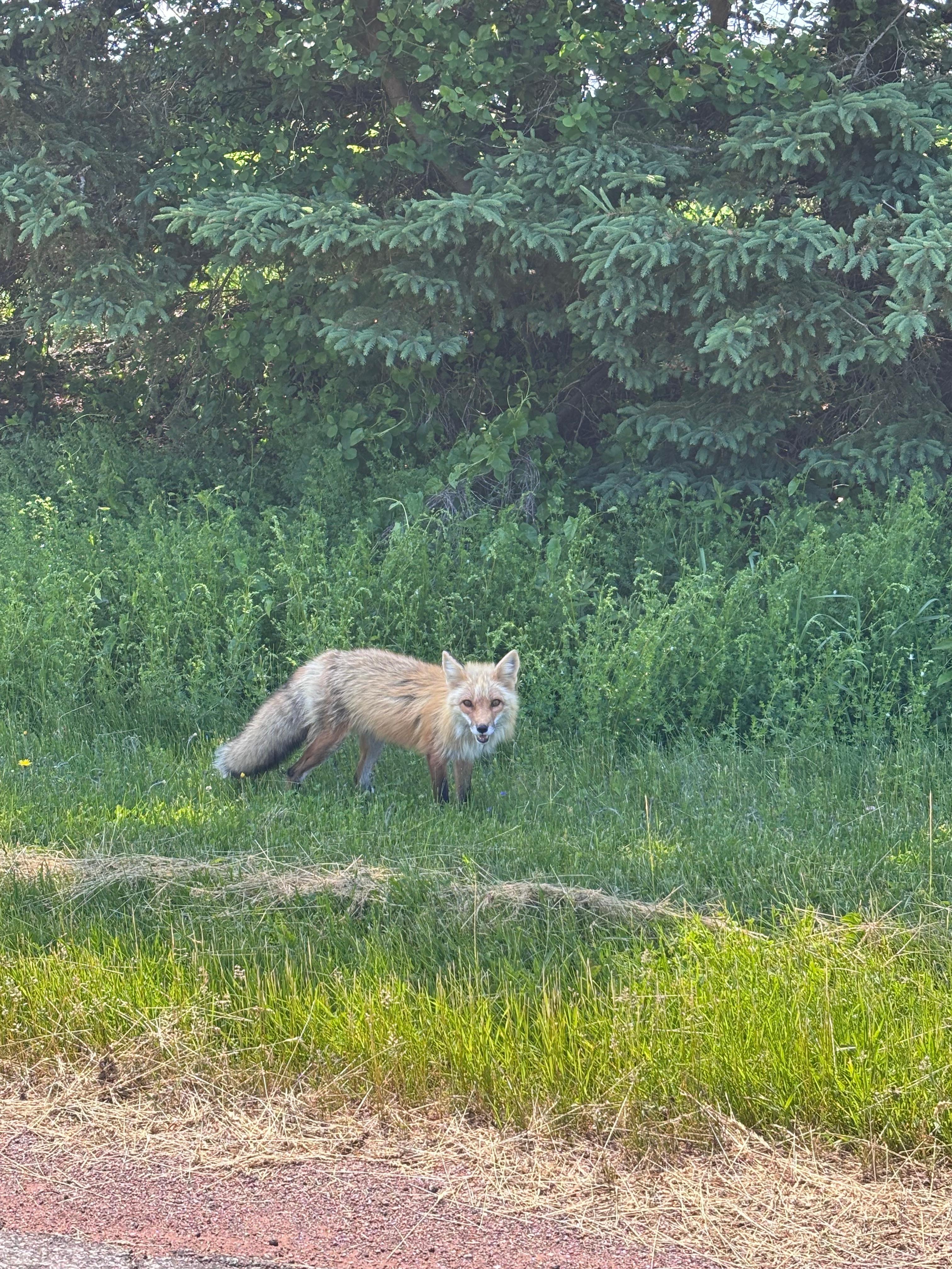 The wildlife along the road to the cottage 