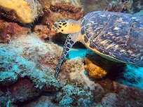 This guy lives on the reef at Sand Dollar!