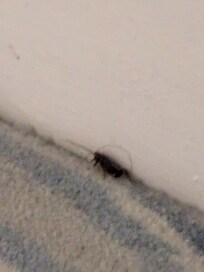 Bugs!